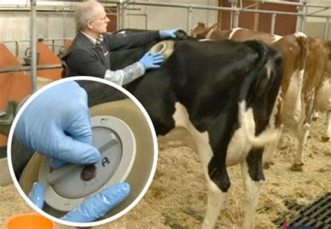 vache hublot en france|Des « hublots » dans la panse de vaches pour étudier .